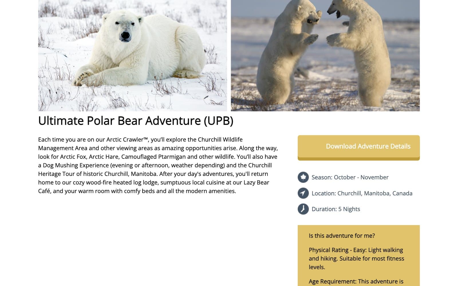 The Ultimate Polar Bear Adventure page in January 2024. Two photographs run across the top, a polar bear lying in snow and two bears rearing up face to face, over the heading 'Ultimate Polar Bear Adventure (UPB)' and a paragraph about the Arctic Crawler, the Churchill Wildlife Management Area, a dog mushing experience and the wood-fire heated log lodge. At the right sit a gold 'Download Adventure Details' button, lines reading Season: October - November, Location: Churchill, Manitoba, Canada and Duration: 5 Nights, and a gold panel headed 'Is this adventure for me?' giving a physical rating of Easy.