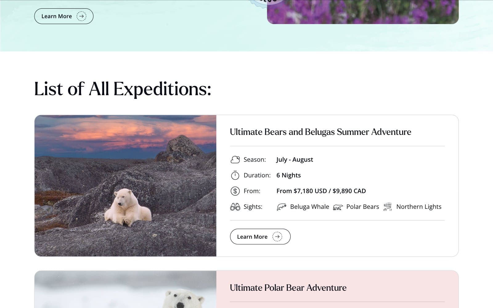 The Lazy Bear Expeditions tours page at its list of trips. Under the heading 'List of All Expeditions:', a card sets a photograph of a polar bear lying on grey rock under a pink and violet dusk sky beside the title 'Ultimate Bears and Belugas Summer Adventure' and four rows reading Season: July - August, Duration: 6 Nights, From: $7,180 USD / $9,890 CAD, and Sights: Beluga Whale, Polar Bears, Northern Lights, over a 'Learn More' button. The next card, headed 'Ultimate Polar Bear Adventure', starts below on a pale pink panel.