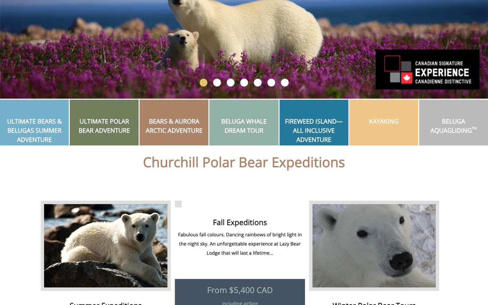 The Lazy Bear Expeditions tours page in February 2023. The foot of a carousel photograph shows a polar bear and a cub in tall pink fireweed beside a black 'Canadian Signature Experience' badge and seven carousel dots. Below runs a row of seven coloured tabs naming Ultimate Bears & Belugas Summer Adventure, Ultimate Polar Bear Adventure, Bears & Aurora Arctic Adventure, Beluga Whale Dream Tour, Fireweed Island, Kayaking and Beluga Aquagliding, then the heading 'Churchill Polar Bear Expeditions' over three photo cards, the middle one headed Fall Expeditions above a slate panel reading 'From $5,400 CAD including airfare'.