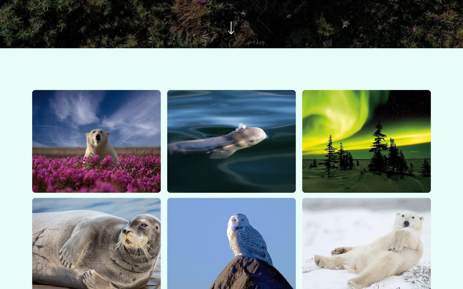 The Lazy Bear Expeditions photo gallery. Under the foot of a photograph of dark tundra scrub and a white downward arrow, six photographs sit in a grid on a pale mint ground: a polar bear in pink fireweed under a blue sky, a beluga whale surfacing in green water, a green aurora over spruce trees, a bearded seal lying on ice, a snowy owl on a rock, and a polar bear rolling on its back in snow.