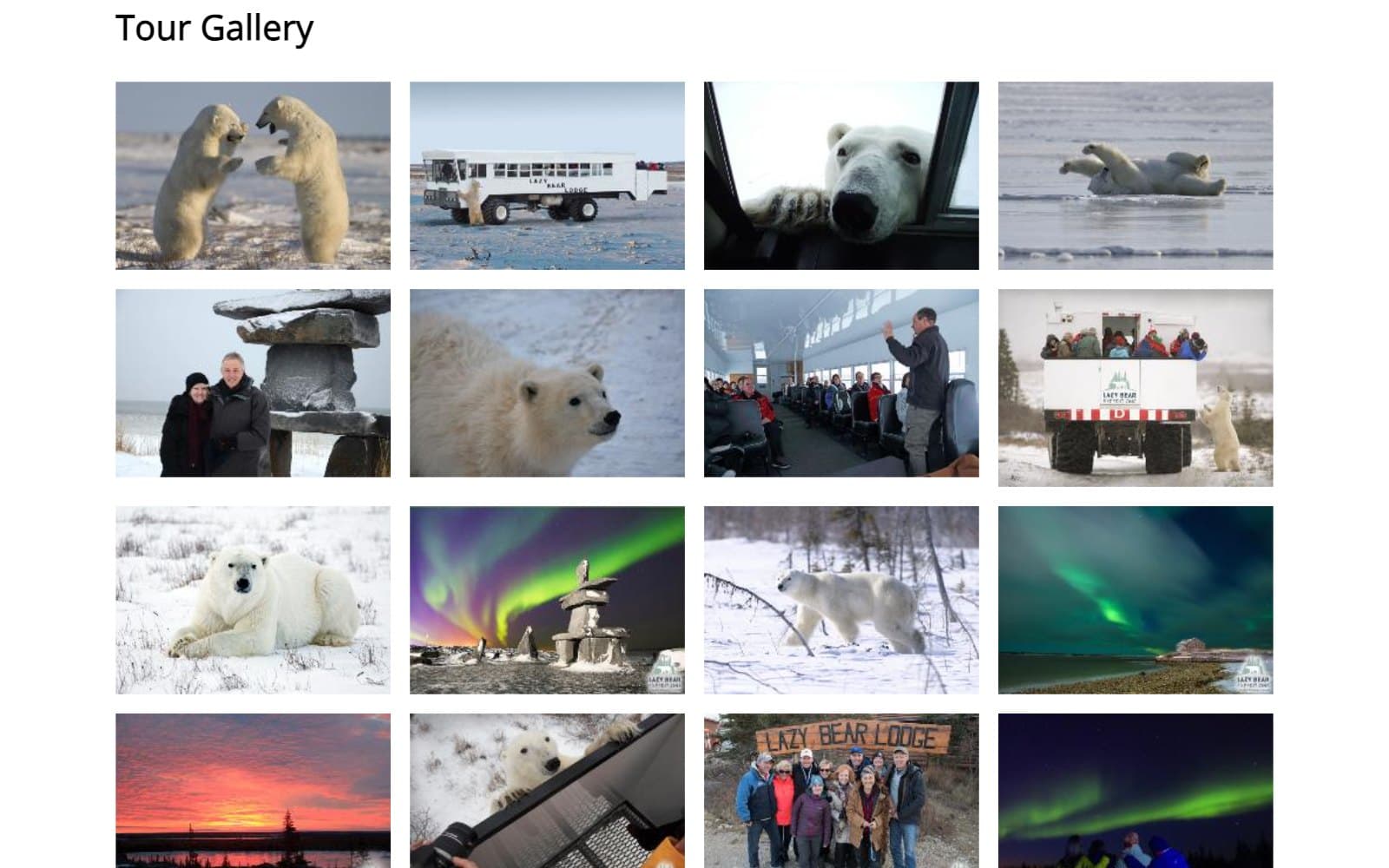 The Ultimate Polar Bear Adventure Tour Gallery in February 2023. Under the heading 'Tour Gallery', sixteen photographs sit in a four-by-four grid on white: two polar bears rearing up face to face, a white tundra vehicle with a bear beside it, a bear's face pressed to a vehicle window, a bear rolling on ice, two people in parkas beside an inukshuk, a bear's head in close-up, a guide standing in the aisle of a tundra vehicle, passengers on a rear deck with a bear below, a bear lying in snow, a green and violet aurora over an inukshuk, a bear walking through scrub, an aurora over water, a red sunset over spruce, a bear on a vehicle roof beside a camera, a group under a Lazy Bear Lodge sign, and people watching a green aurora.
