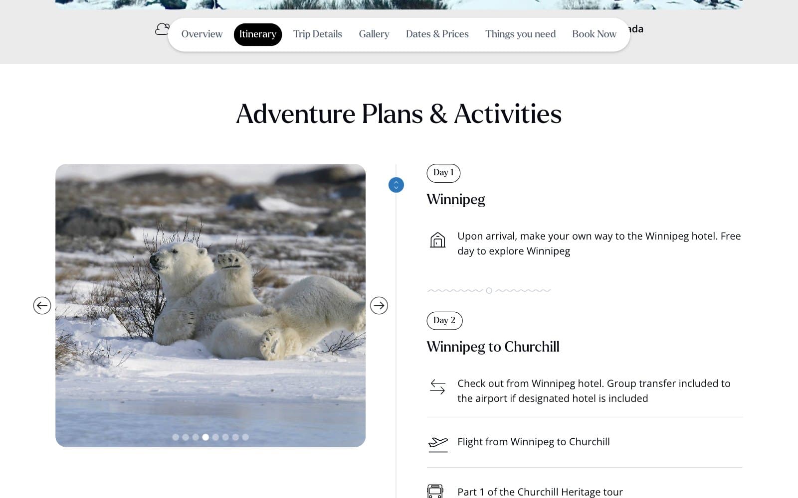 The Ultimate Polar Bear Adventure page at its itinerary. A white pill of page tabs reading Overview, Itinerary, Trip Details, Gallery, Dates & Prices, Things you need and Book Now sits across the top with Itinerary in black, over a grey bar carrying the trip's season, duration and location. Under the heading 'Adventure Plans & Activities', a carousel photograph of two polar bears play-fighting in snow sits beside a list of days: Day 1, Winnipeg, 'Upon arrival, make your own way to the Winnipeg hotel. Free day to explore Winnipeg', then Day 2, Winnipeg to Churchill, with lines about checking out and a group transfer, a flight from Winnipeg to Churchill, and part one of the Churchill Heritage tour.